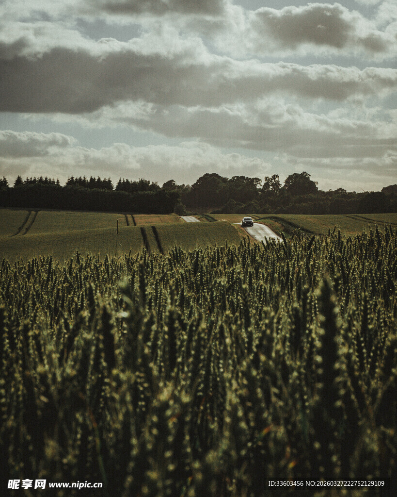 广袤麦田与远处小屋