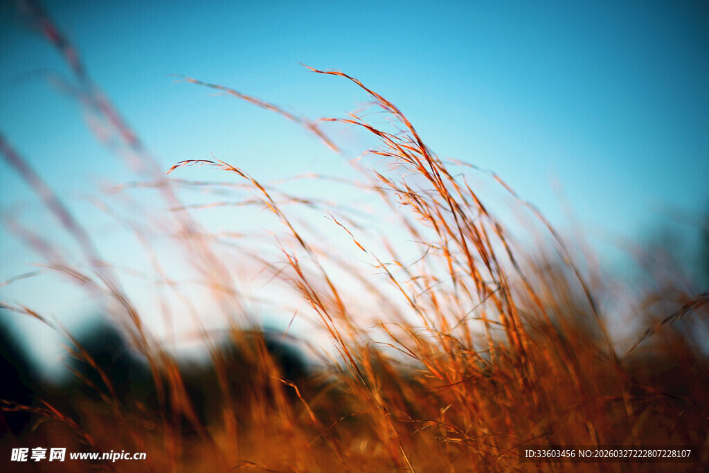 秋日随风摇曳的金黄野草