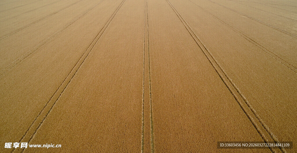 俯瞰金色规整农田