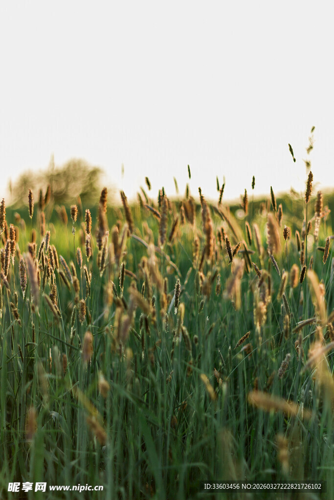 夕阳下的芦苇田