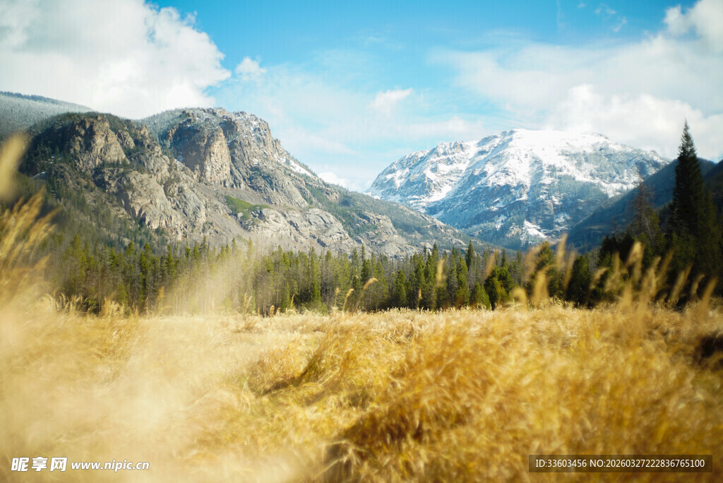 山间金黄草地与远处雪山