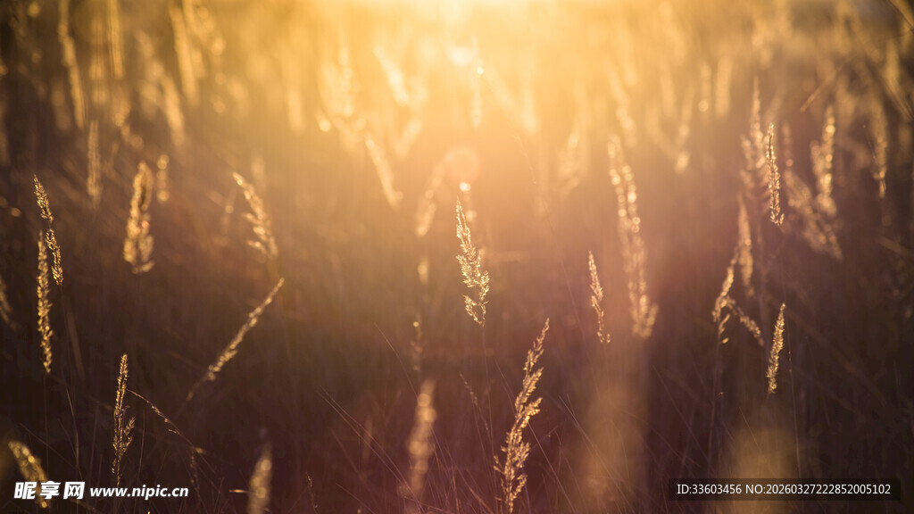 夕阳下的金色麦田