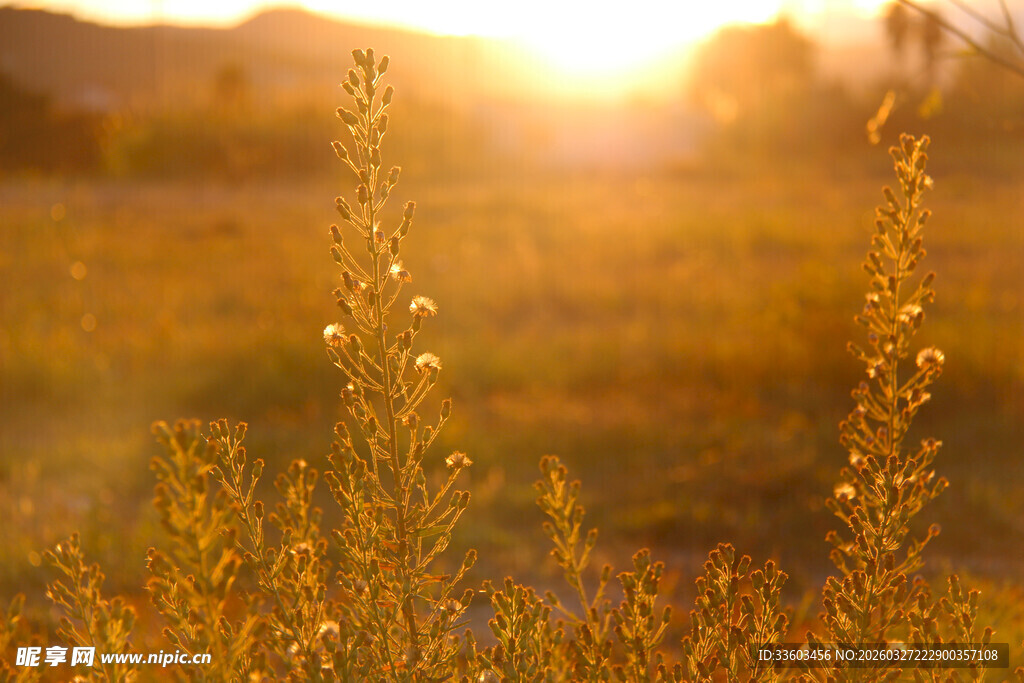 夕阳下的金色田野
