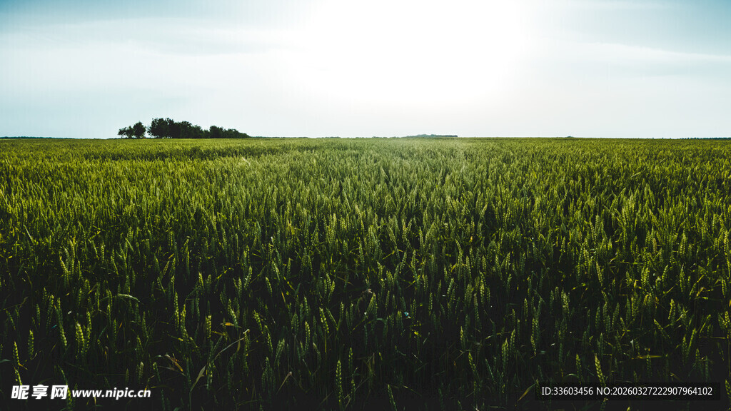 广袤麦田