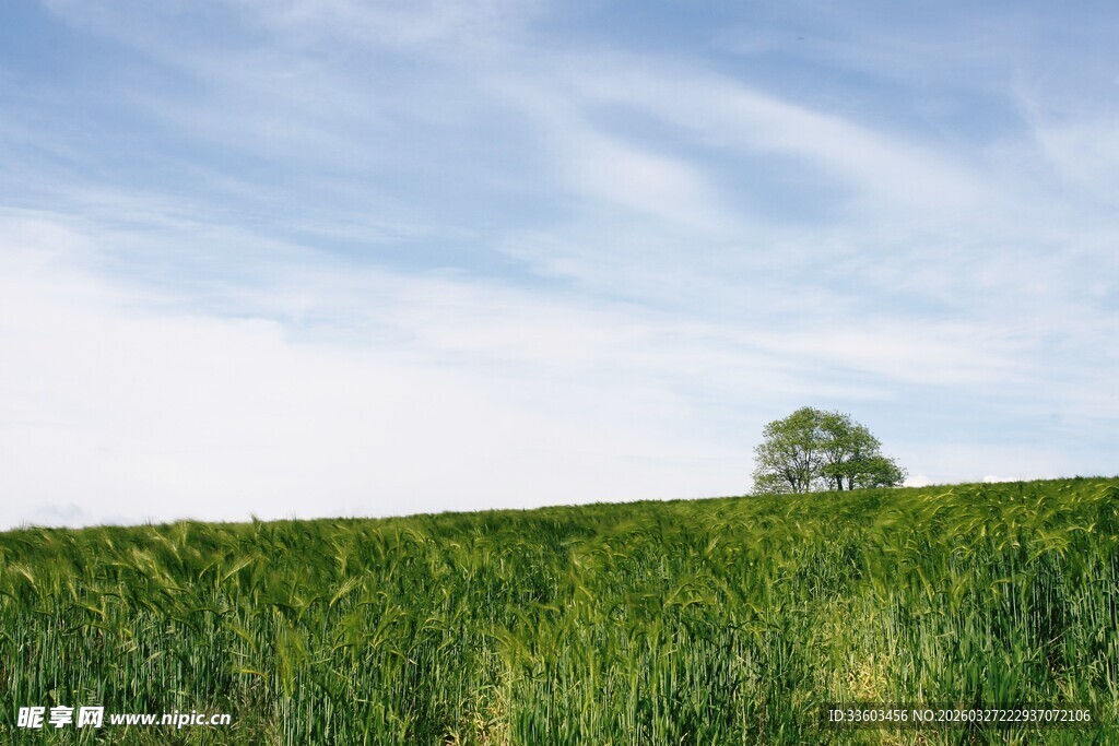 广袤绿野中的孤独树木