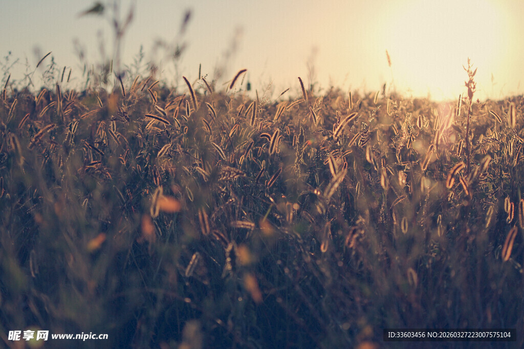 夕阳下的广袤田野