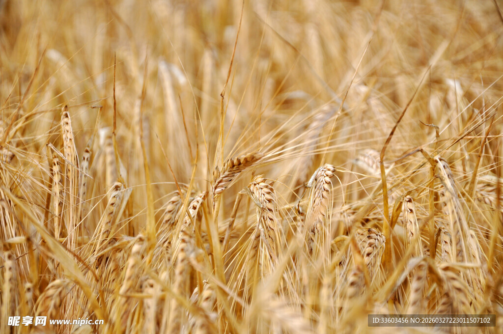 金黄麦田