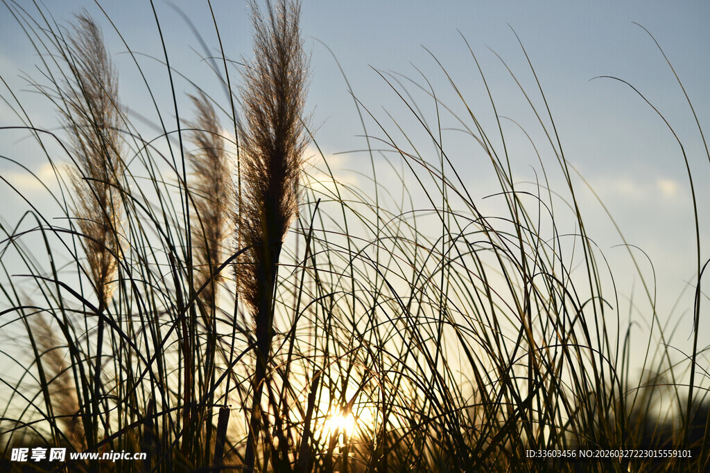 夕阳下的芦苇美景