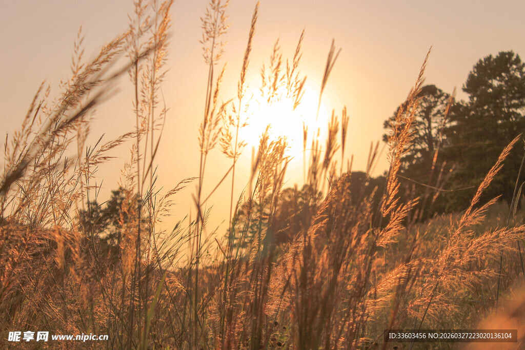 夕阳下的金黄草丛美景