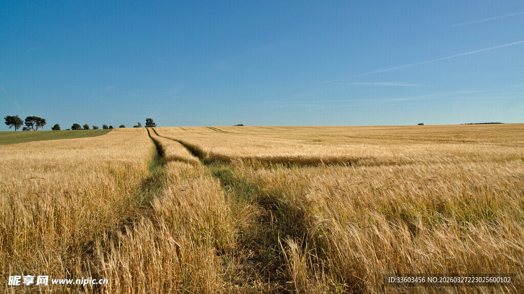 金色麦田中的蜿蜒小路