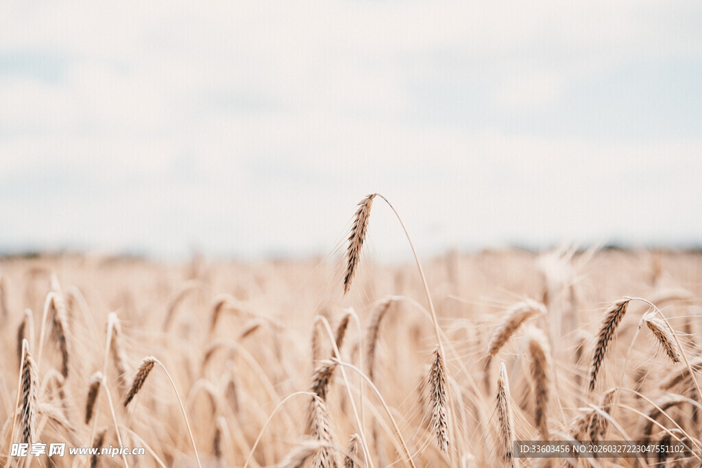 金黄麦田