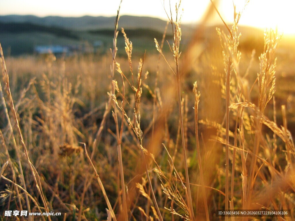 夕阳下的金色草地美景