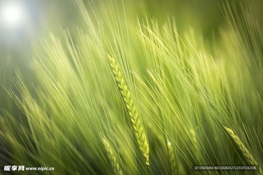 翠绿麦田中的麦穗特写