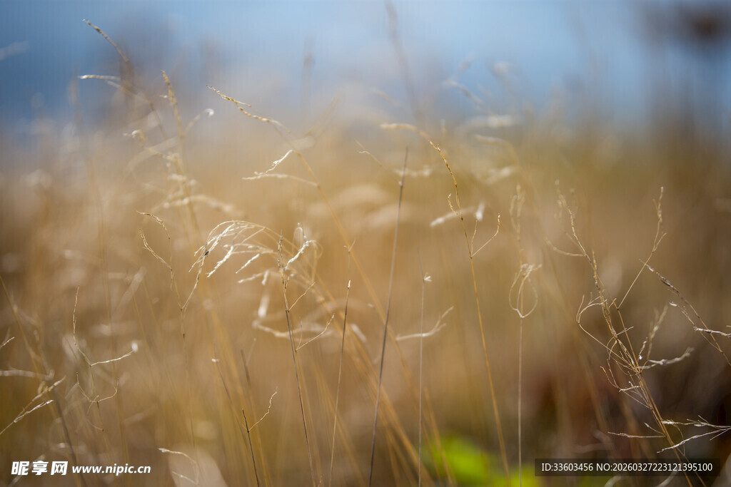金色草丛