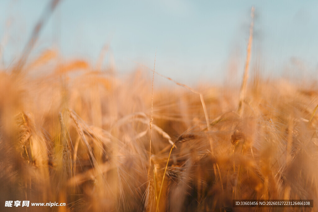 金黄麦田