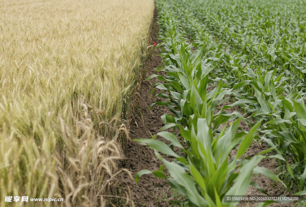 麦与玉米的田间分界