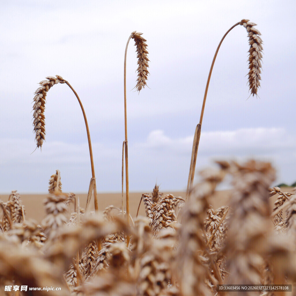 金黄麦田中的麦穗特写