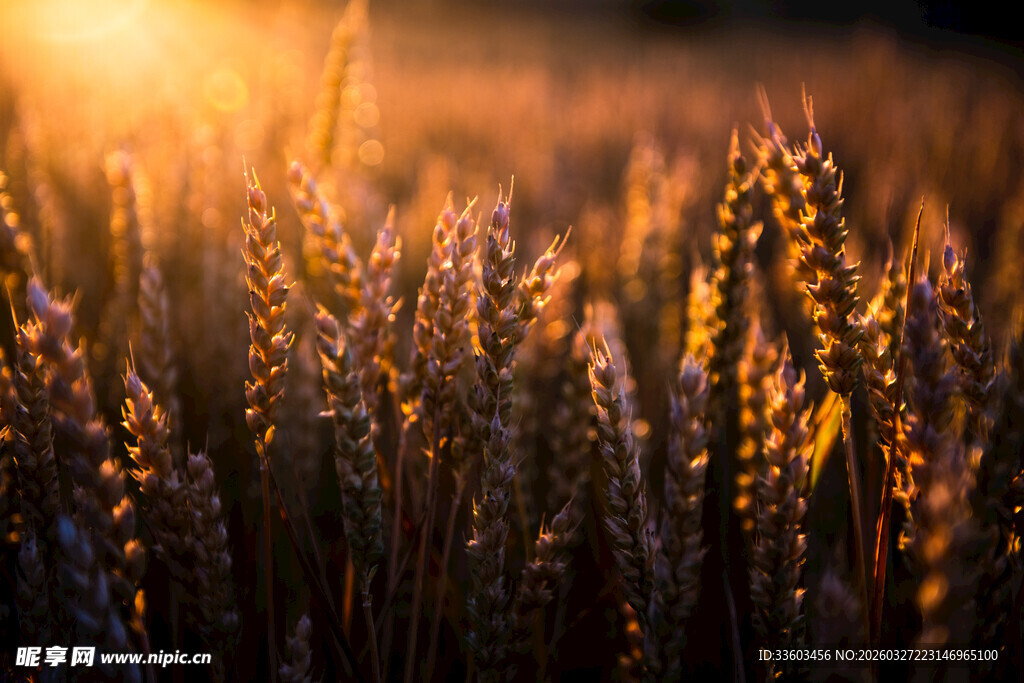 夕阳下的金黄麦田