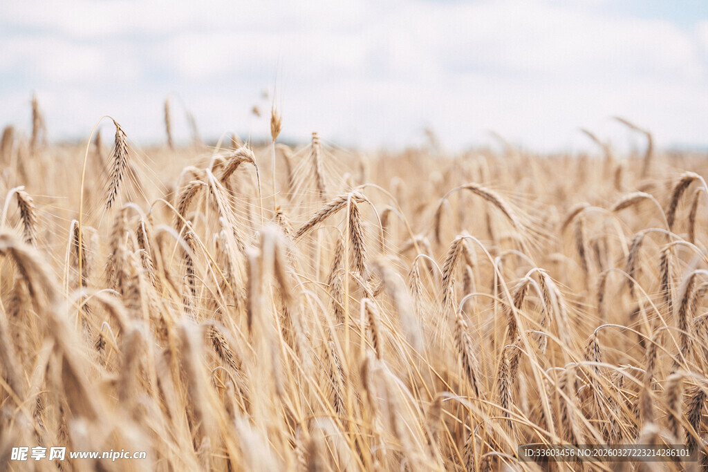 金黄麦田
