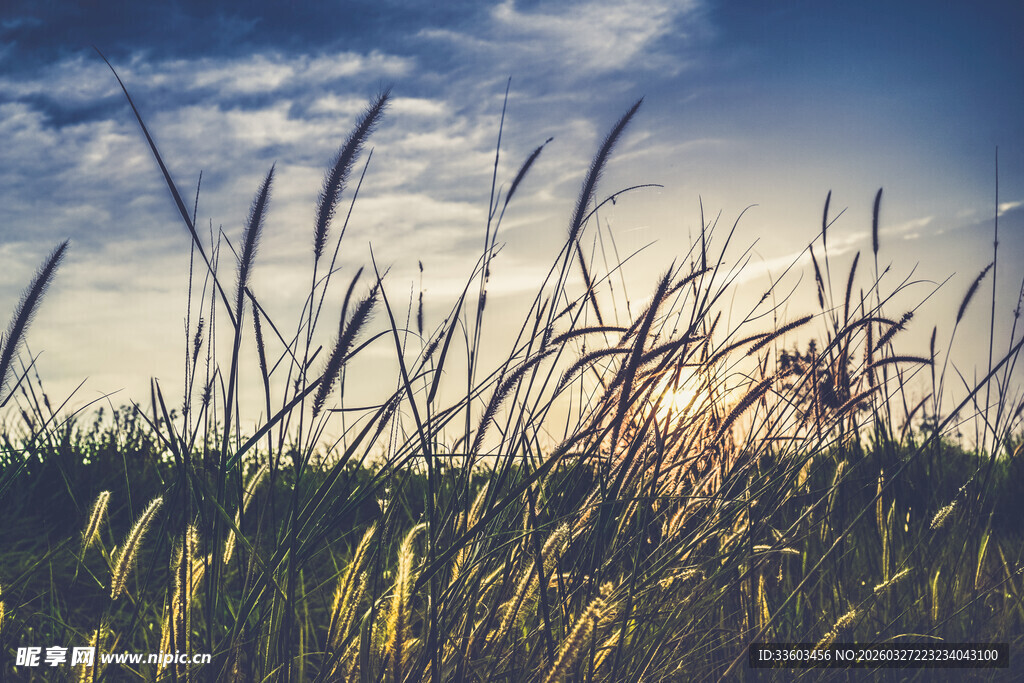 夕阳下的麦田美景