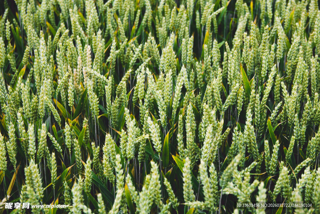 绿色麦田景观