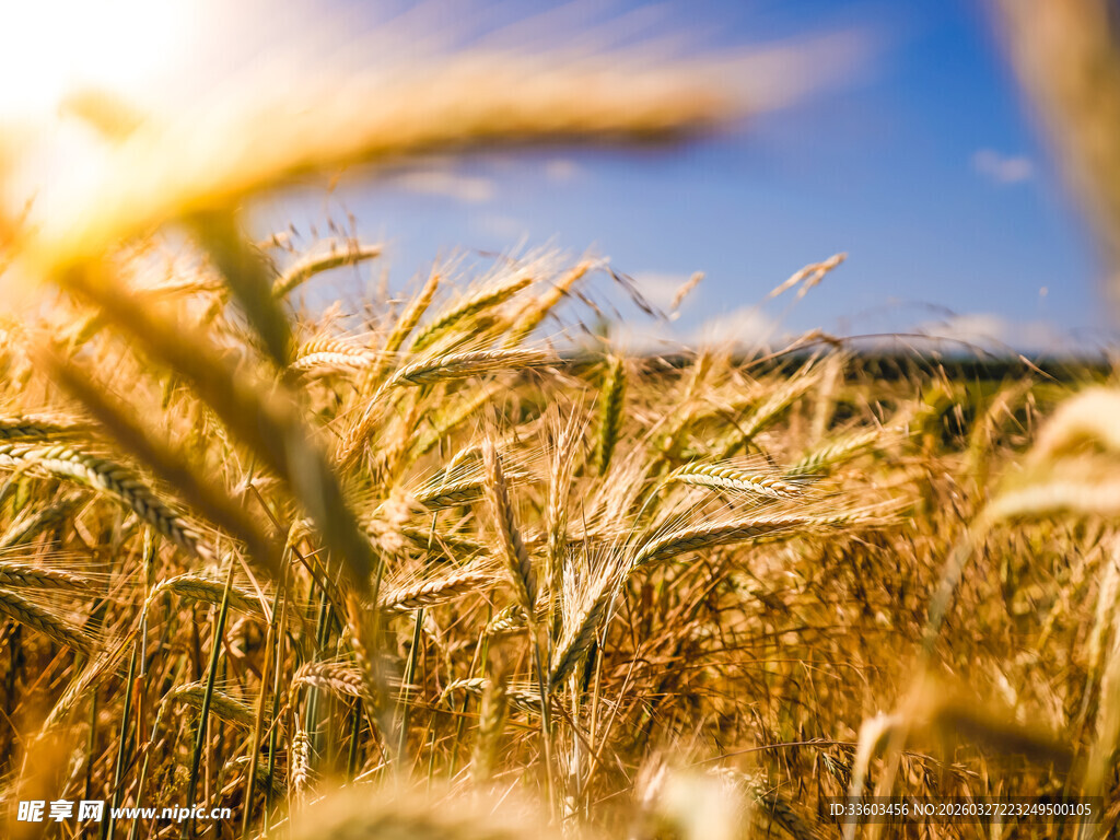 金色麦田