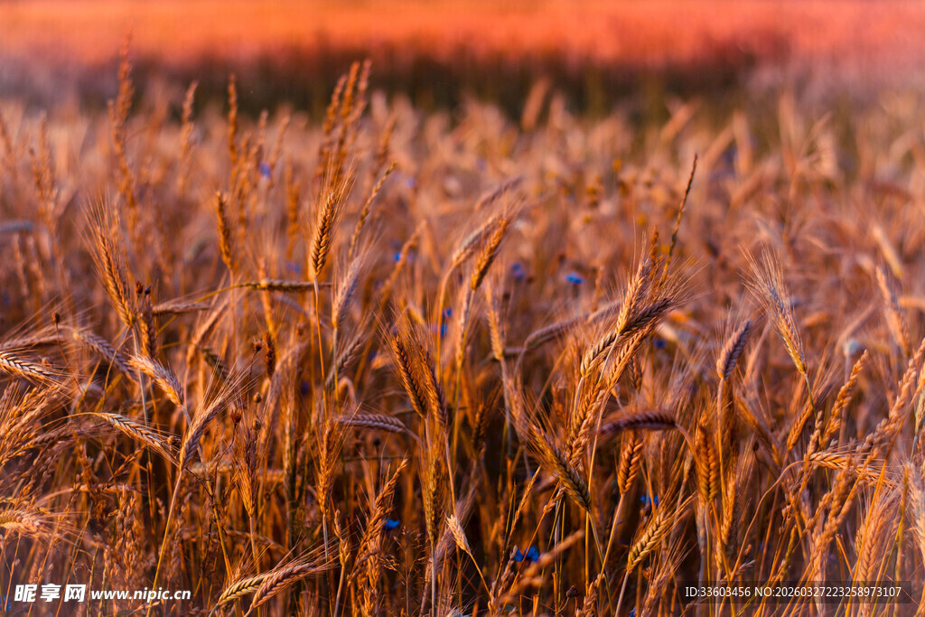 金色麦浪