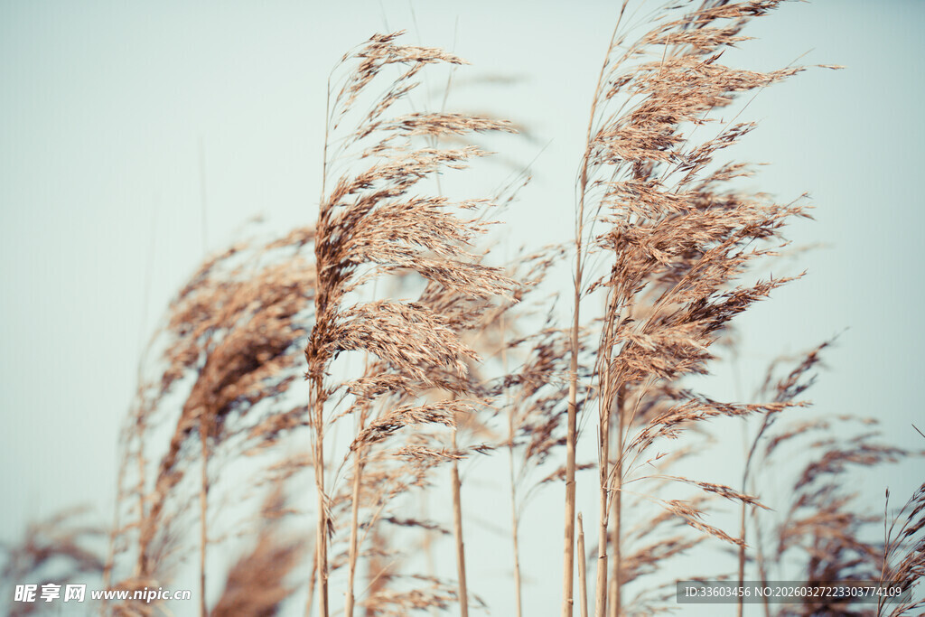 风中摇曳的枯黄芦苇