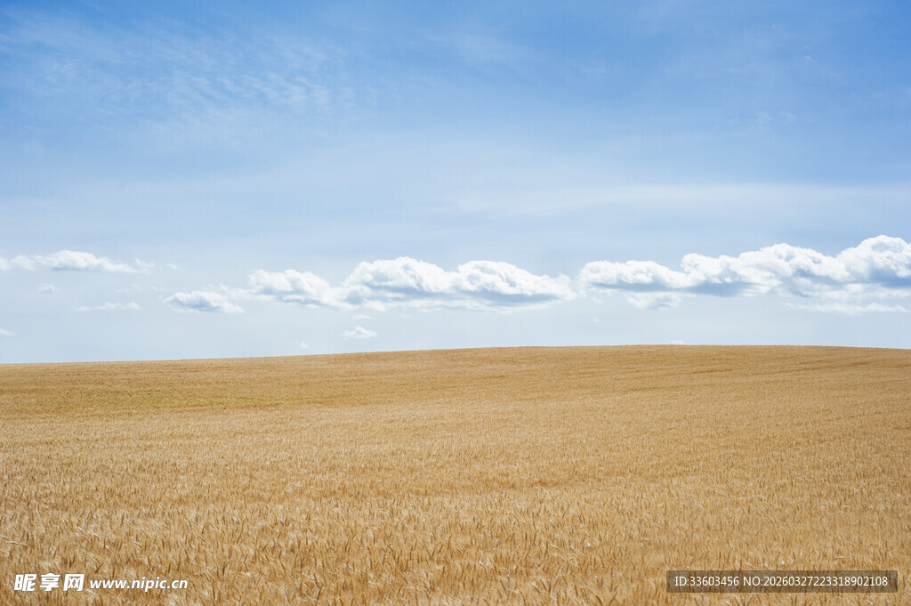 金黄麦田与蓝天美景