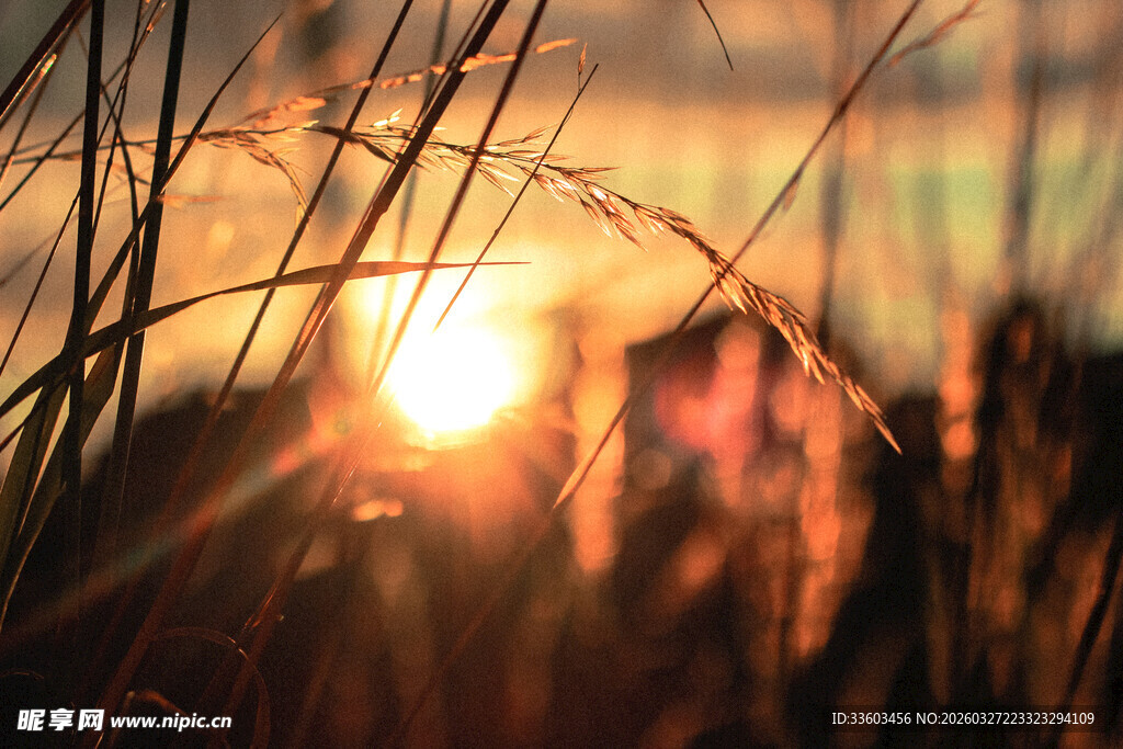 夕阳下的朦胧草丛美景