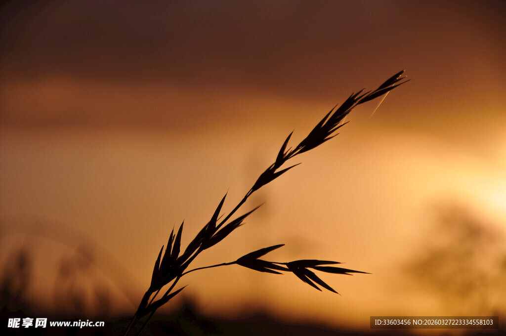 夕阳下的草茎
