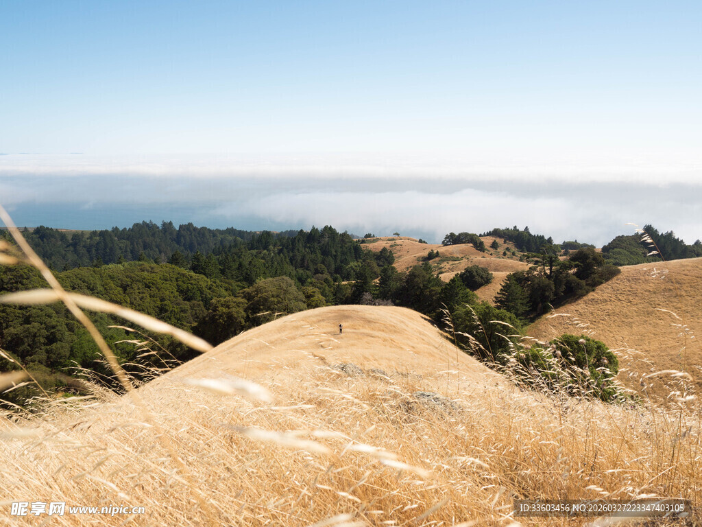 金色山坡上的开阔自然景致
