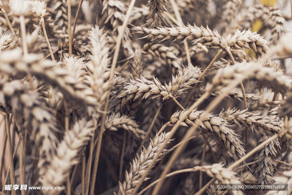 金黄麦穗展现丰收景象