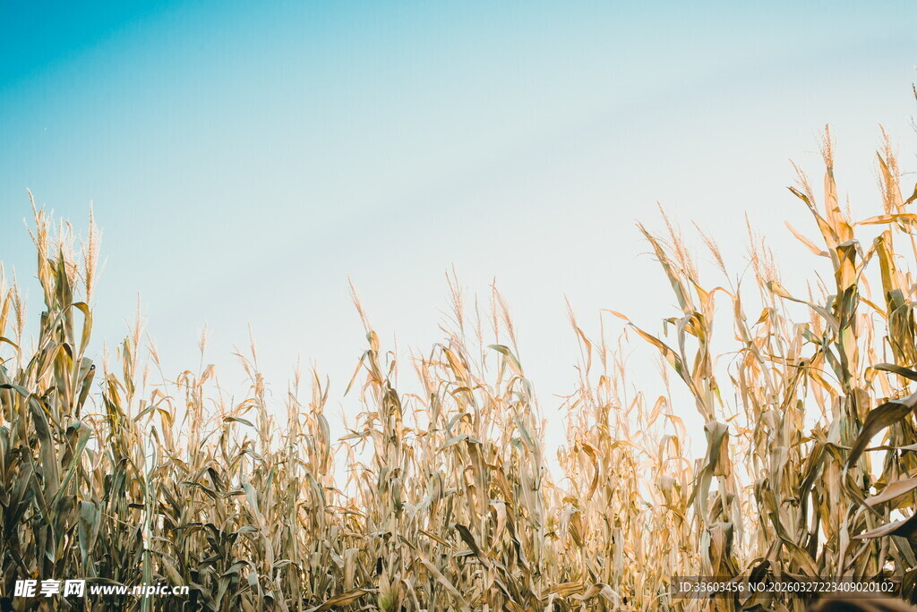 金黄玉米田