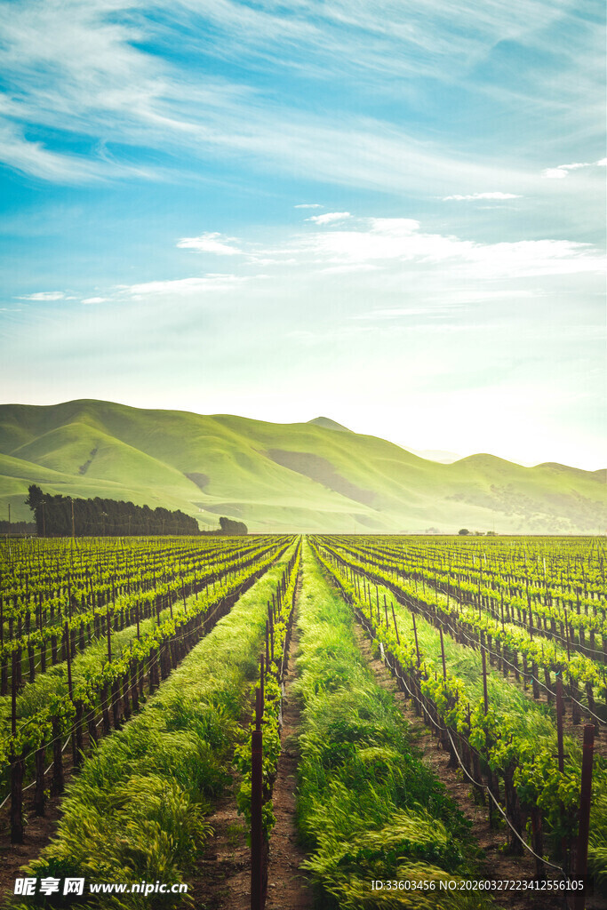 田园风光中的整齐葡萄田