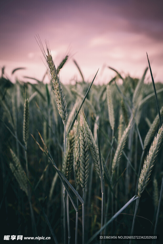 夕阳下的麦田美景