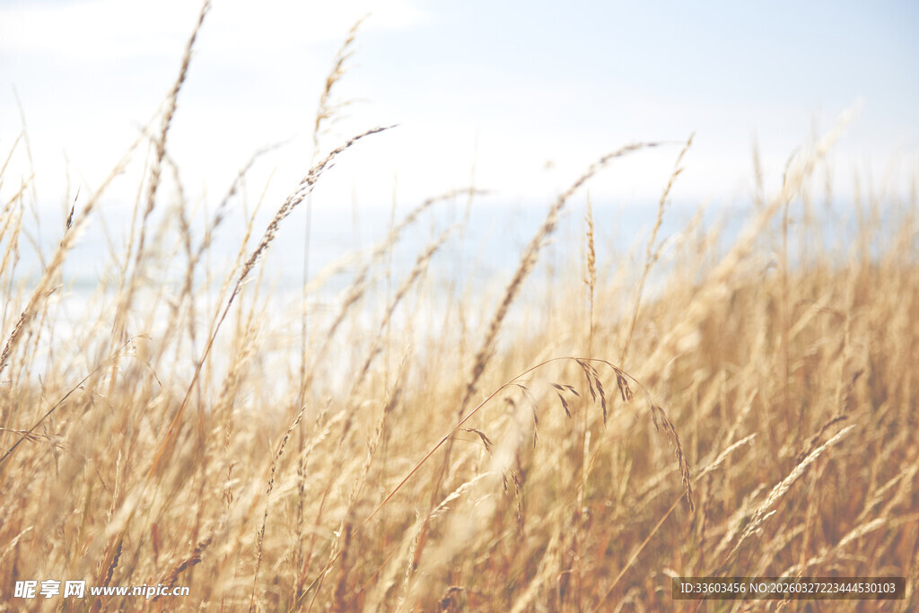 金色原野上的摇曳麦浪