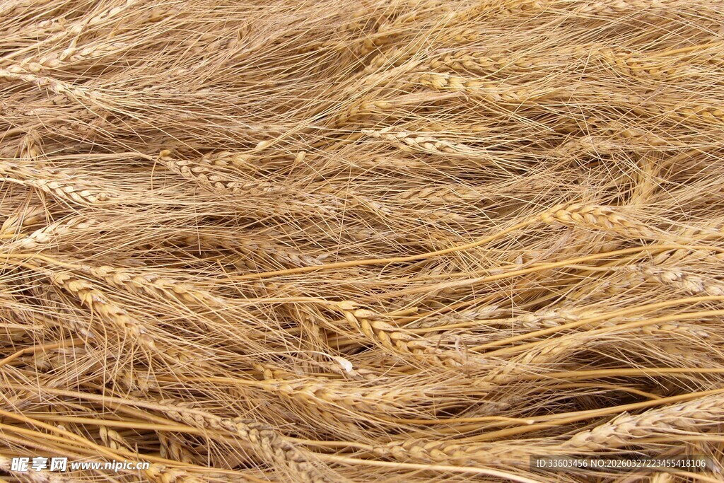 金黄饱满的成熟小麦田