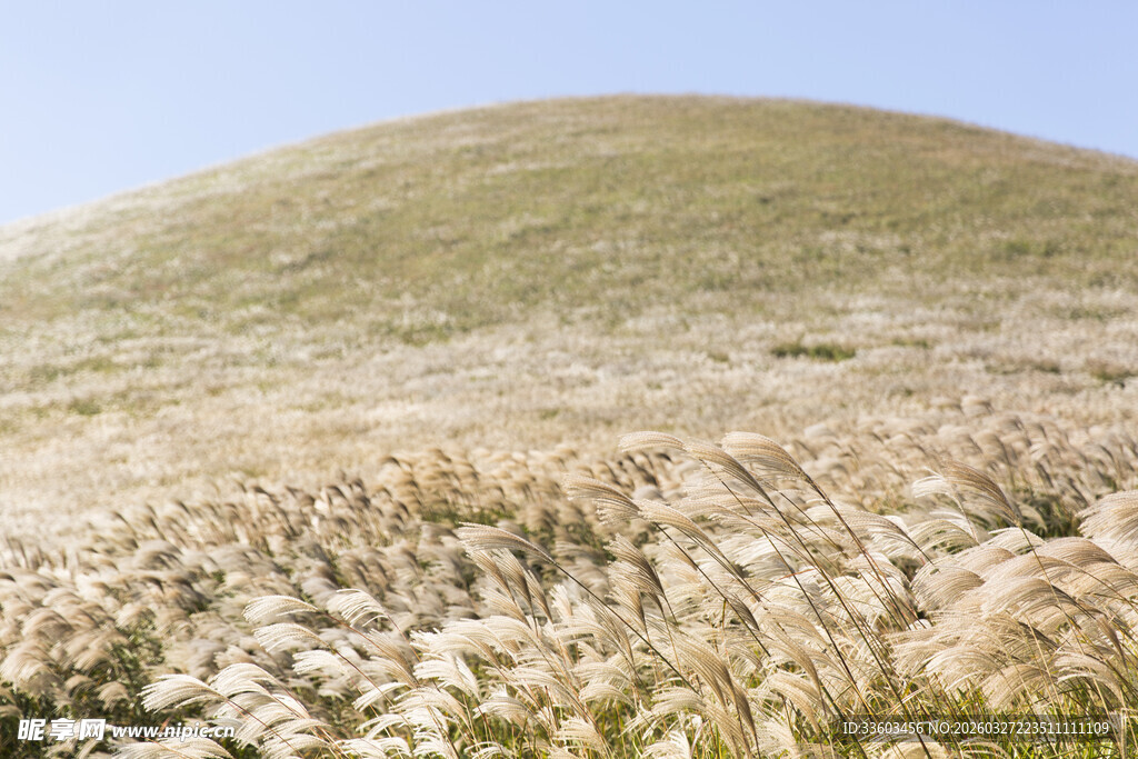 草原山丘间的芦苇景观
