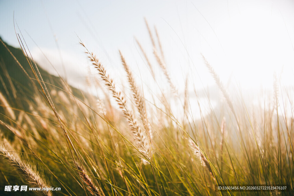 阳光下的金色草丛