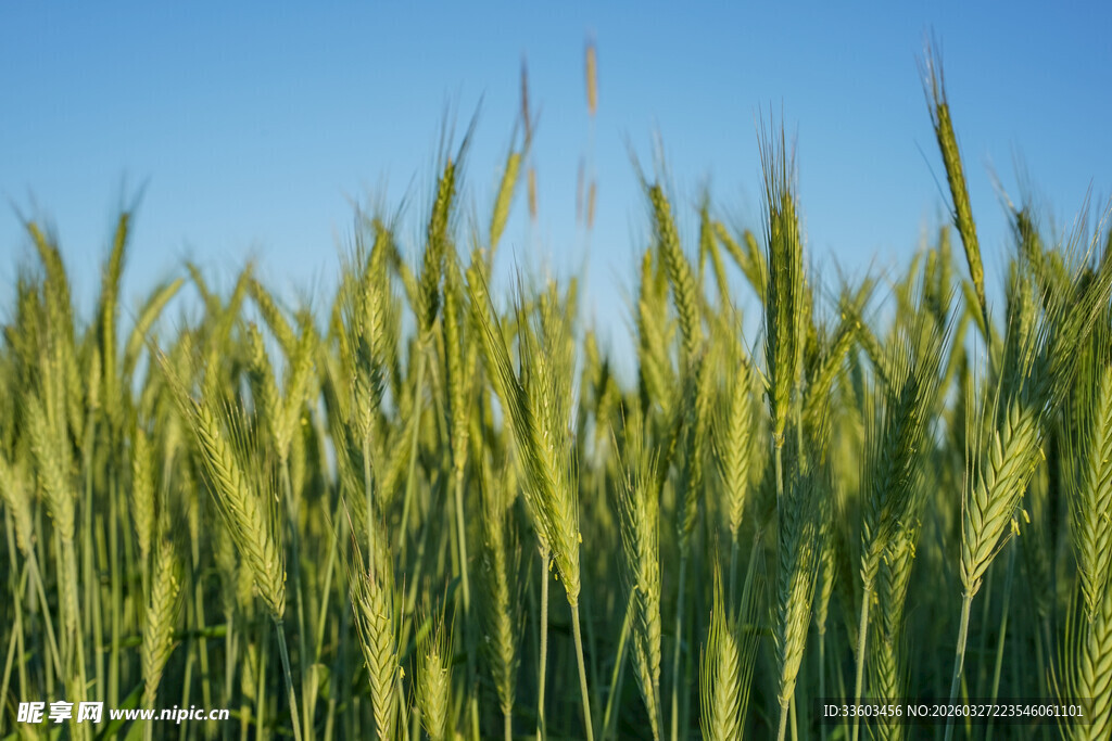 翠绿麦田