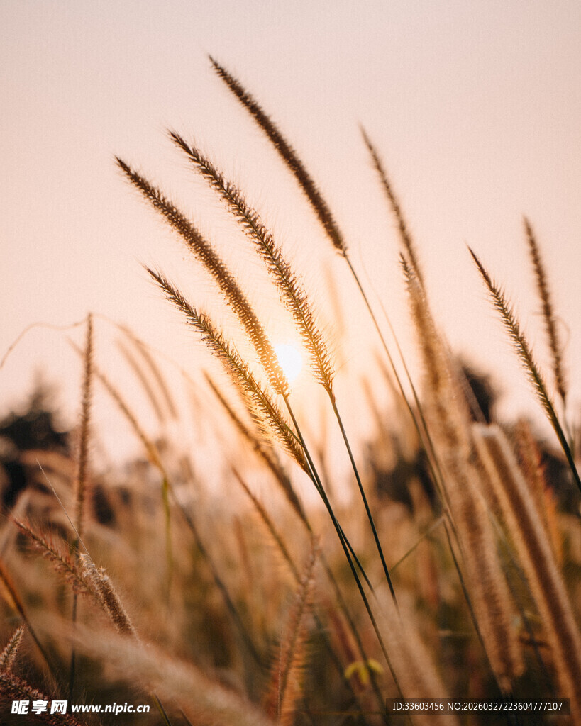 夕阳下的金色麦浪