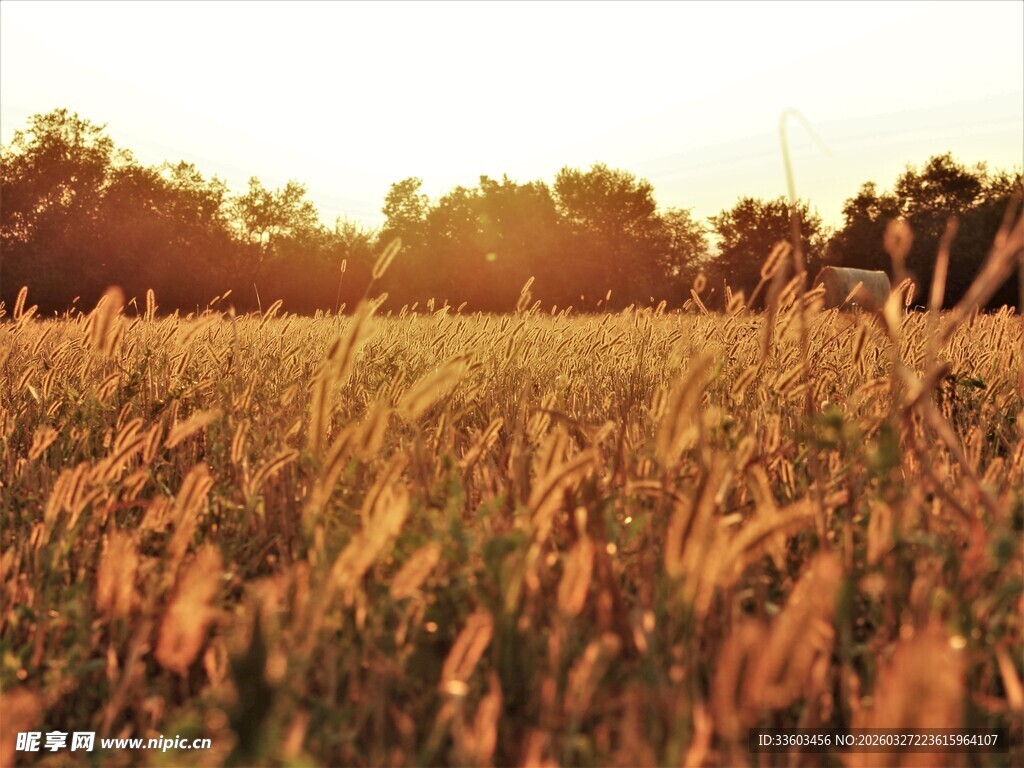夕阳下的金色麦田