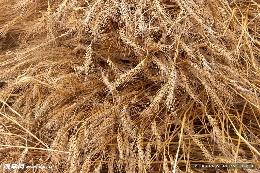 金黄饱满的成熟麦穗