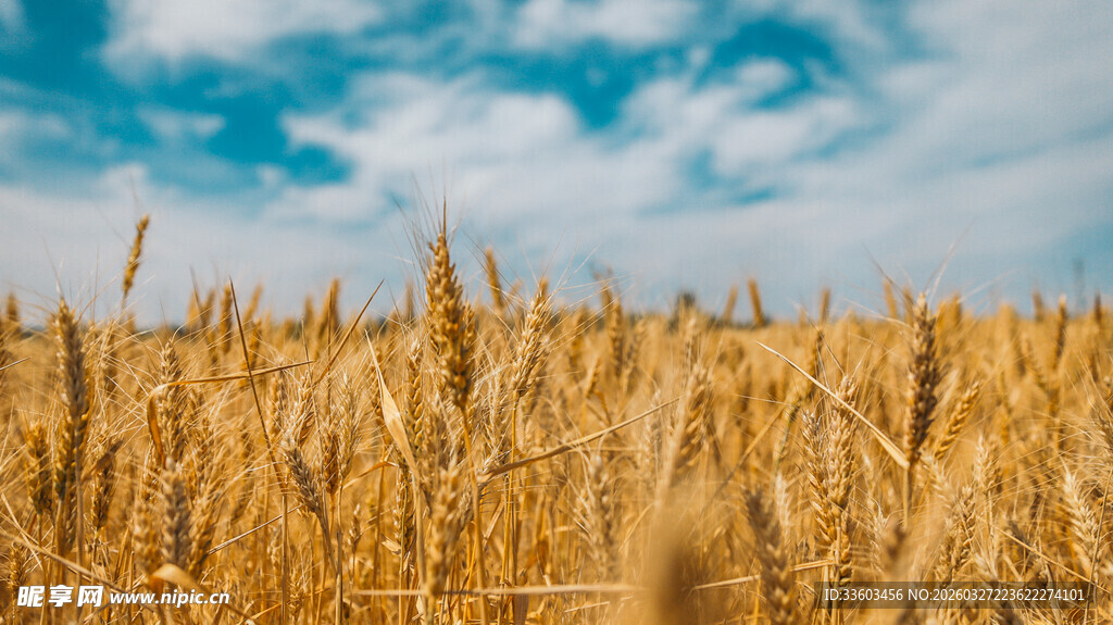 金黄麦田与蓝天白云