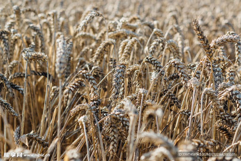 丰收的希望景象