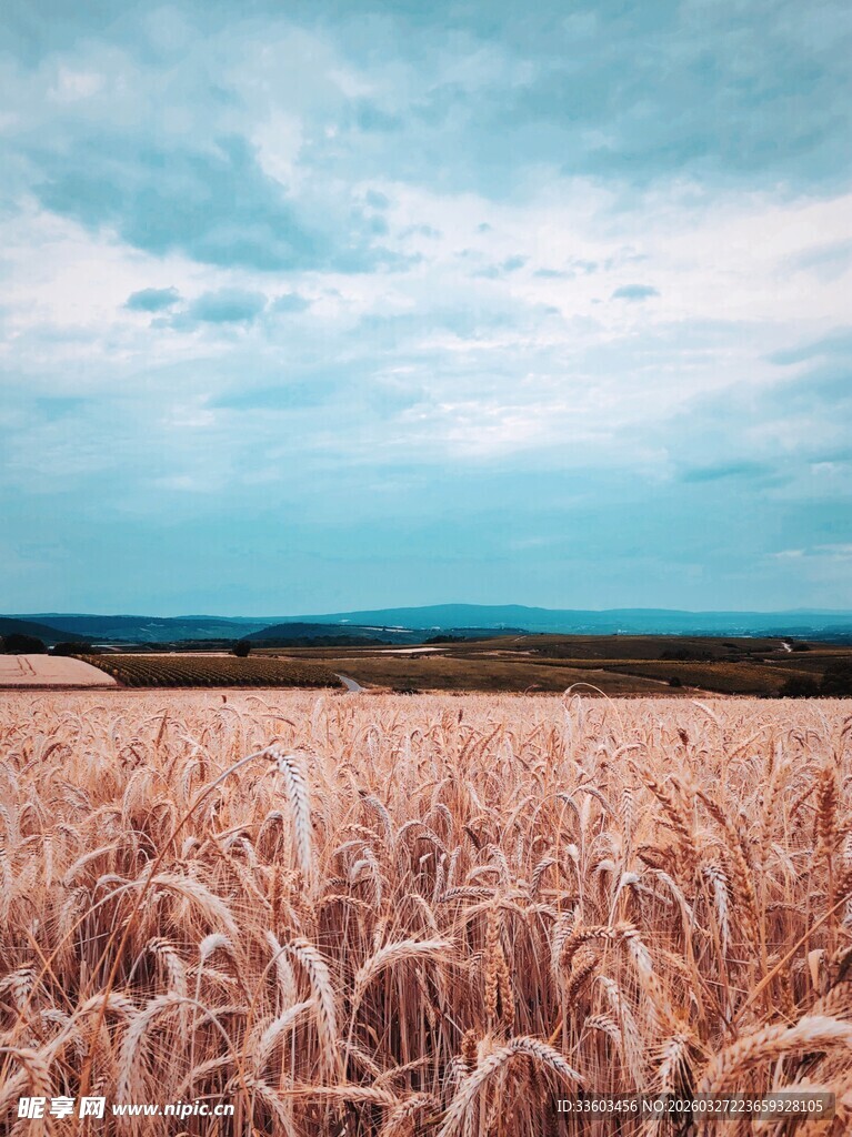 金色麦田与天际的美丽景致