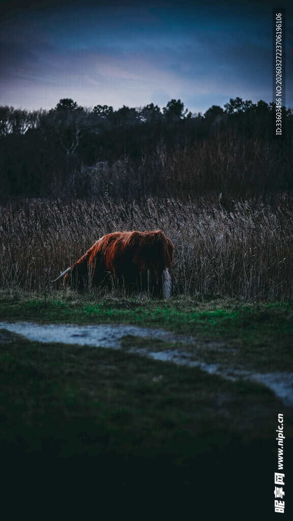 黄昏下草原上的悠闲马匹