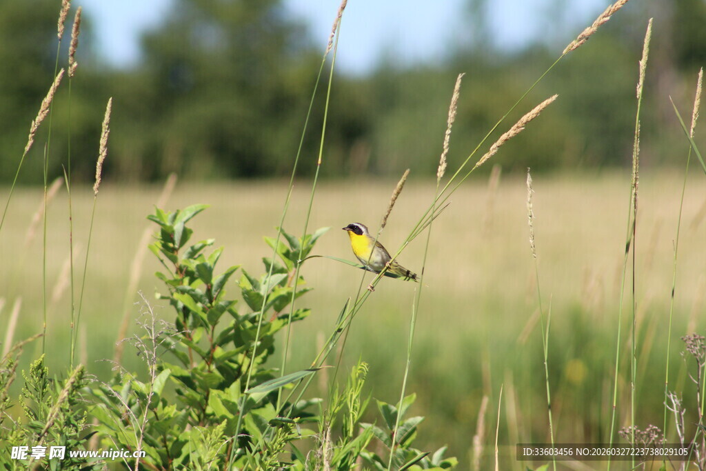 田野中停歇的黄色小鸟