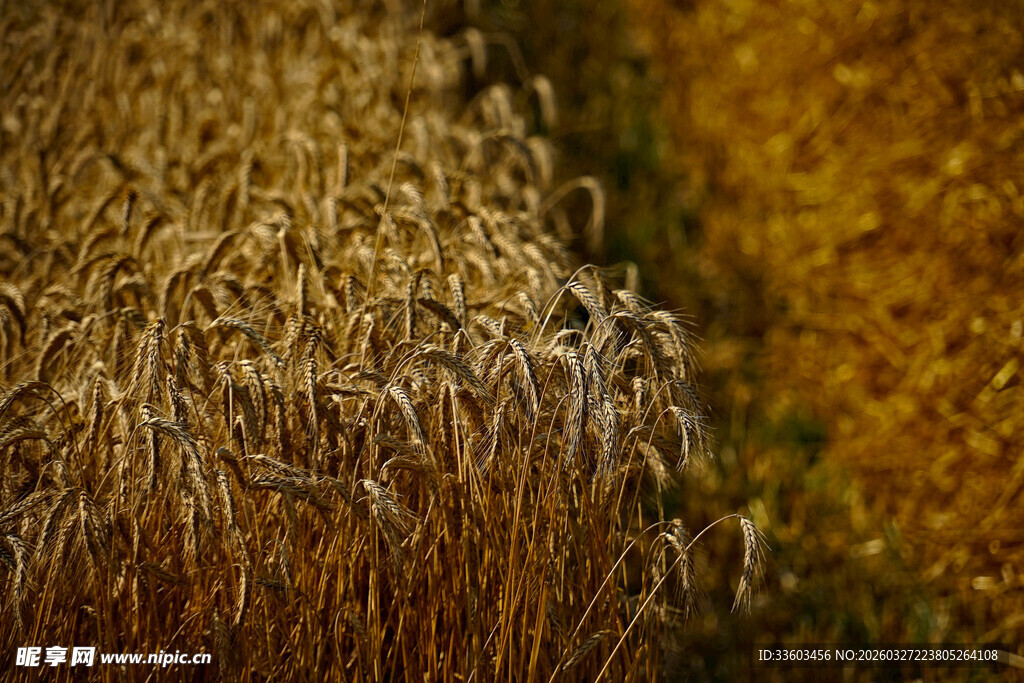 金黄麦田